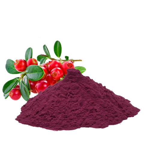  Cranberry Proanthocyanidins Powder